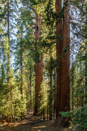 Foto de El área de General Sherman Tree en el parque nacional Sequoia en EE.UU.. - Imagen libre de derechos