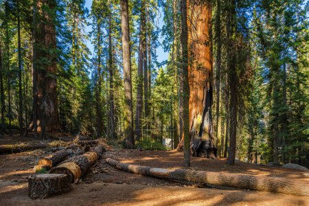 Foto de El área de General Sherman Tree en el parque nacional Sequoia en EE.UU.. - Imagen libre de derechos
