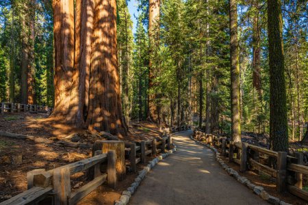 Foto de Sendero en el área de General Sherman Tree en el parque nacional Sequoia en EE.UU.. - Imagen libre de derechos