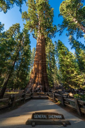 Foto de La secuoya gigante llamada árbol General Sherman, el árbol más grande por volumen en el mundo en el parque nacional Sequioia. - Imagen libre de derechos