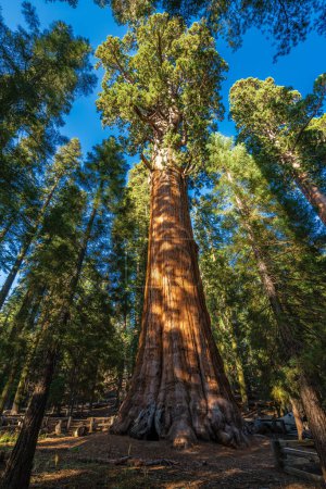 Foto de La secuoya gigante llamada árbol General Sherman, el árbol más grande por volumen en el mundo en el parque nacional Sequioia. - Imagen libre de derechos