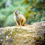 The meerkat (Suricata suricatta) or suricate is a small mongoose found in southern Africa. 
