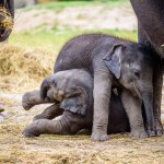 An elephant family with little baby elephants in zoological garden. 