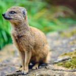 The yellow mongoose (Cynictis penicillata), sometimes referred to as the red meerkat, is a member of the mongoose family.