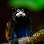 The moustached tamarin (Saguinus mystax) is a New World monkey and a species of tamarin.