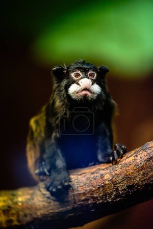 Foto de El tamarín bigote (Saguinus mystax) es un mono del Nuevo Mundo y una especie de tamarín. - Imagen libre de derechos