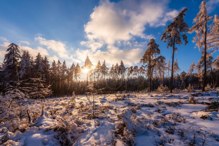 Téléchargez les photos : Forêt de CHKO Brdy couverte de neige près du sommet Praha en hiver. - en image libre de droit