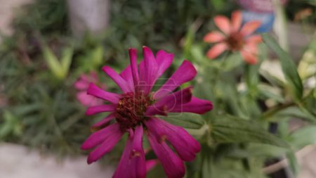 Foto de Una flor roja fotografiada desde el frente en un hermoso jardín de flores - Imagen libre de derechos