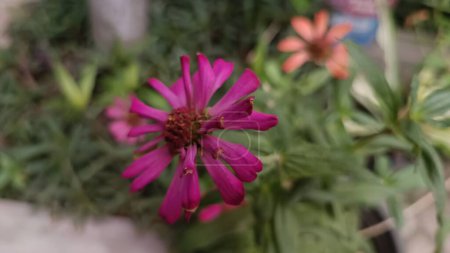 Foto de Una flor roja fotografiada desde el frente en un hermoso jardín de flores - Imagen libre de derechos