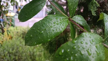 Photo for Leaves photographed close up with small raindrops photographed after rain in a garden - Royalty Free Image
