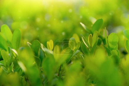 Foto de Verde deja fondo natural, enfoque selectivo. Hojas frescas en el jardín de primavera por la mañana - Imagen libre de derechos