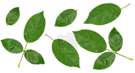 Foto de Conjunto de hojas verdes aisladas sobre fondo blanco - Imagen libre de derechos