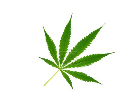 Foto de Hoja de cannabis verde aislada sobre fondo blanco. Marihuana medicinal - Imagen libre de derechos