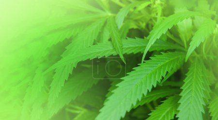 Foto de El cannabis fresco deja el primer plano como telón de fondo, enfoque selectivo. Marihuana cultivada - Imagen libre de derechos