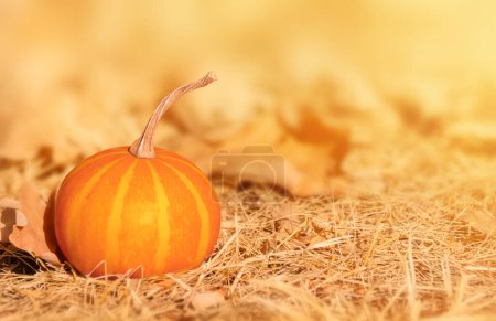 A pumpkin on natural autumn background. October harvesting concept. Autumn Thanksgiving festivity background.