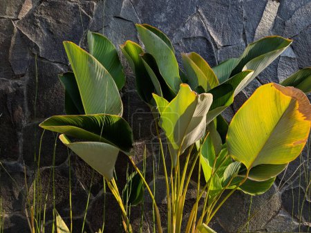 Calathea foliage, Exotic tropical leaf on wall texture background.