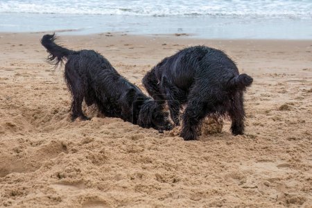 Photo for Close-up shot of adorable dogs on sandy beach - Royalty Free Image