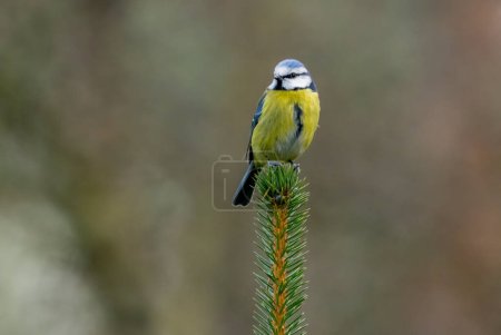 Téléchargez les photos : Great tit bird in the forest - en image libre de droit