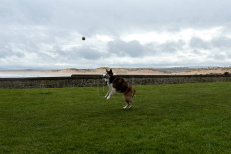 Foto de Collie perro mascota jugando en la hierba - Imagen libre de derechos