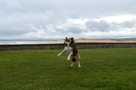 Téléchargez les photos : Collie chien animal de compagnie jouer sur l'herbe - en image libre de droit