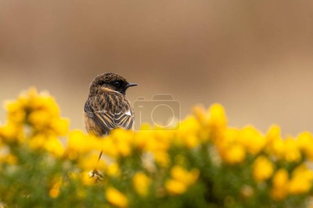 Photo for Stonechat bird perched on beautiful yellow and green gorse - Royalty Free Image