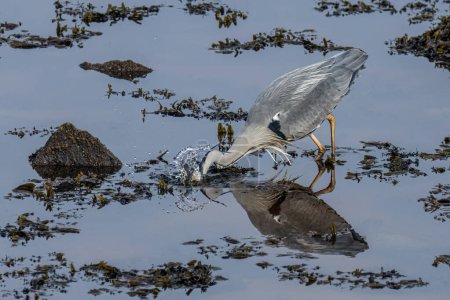 Photo for Grey heron on the river catching and eating fish - Royalty Free Image