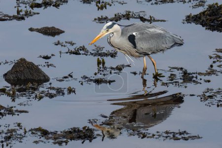 Photo for Grey heron on the river catching and eating fish - Royalty Free Image