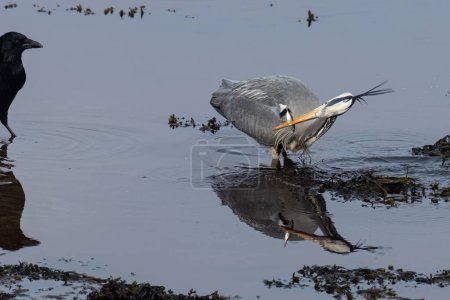 Téléchargez les photos : Héron gris sur la rivière attraper et manger du poisson - en image libre de droit