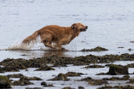 Téléchargez les photos : Gros plan de chien adorable jouant sur la plage - en image libre de droit