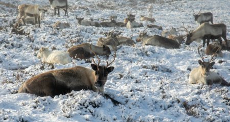 Téléchargez les photos : Troupeau de rennes dans la neige dans les Cairngorms - en image libre de droit
