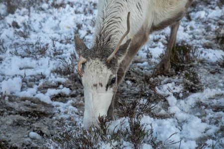 Photo for Reindeer in the snow in the Cairngorms - Royalty Free Image