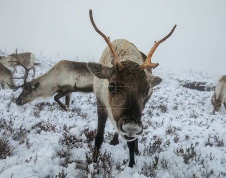 Téléchargez les photos : Rennes dans la neige dans les Cairngorms - en image libre de droit