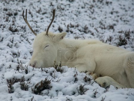 Téléchargez les photos : Rennes dans la neige dans les Cairngorms - en image libre de droit