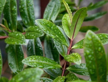 Téléchargez les photos : Feuilles vertes d'une plante dans le jardin avec des gouttes de rosée - en image libre de droit