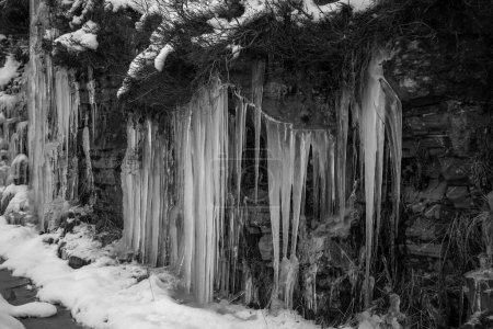 Foto de Los carámbanos se forman cuando el agua de un objeto se congela. Congelación en blanco y negro - Imagen libre de derechos