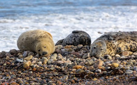 Foto de Primer plano de focas relajándose en la playa - Imagen libre de derechos
