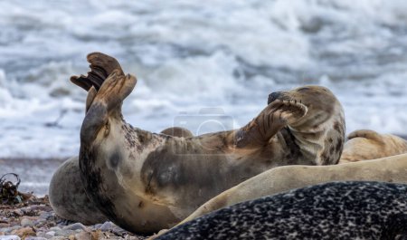 Photo for Close-up shot of seals relaxing on beach - Royalty Free Image