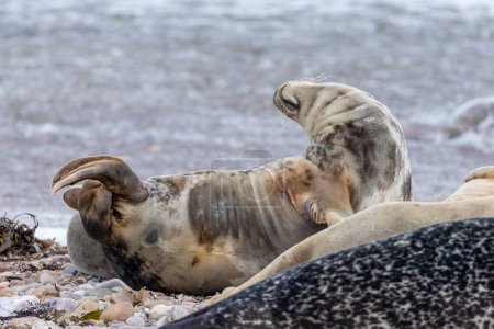 Téléchargez les photos : Gros plan de phoques se relaxant sur la plage - en image libre de droit