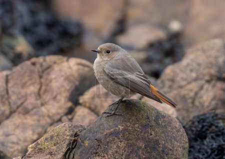 Photo for Close-up shot of beautiful Black redstart rare bird on natural background - Royalty Free Image