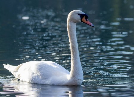 Photo for Close-up shot of beautiful swan in water - Royalty Free Image