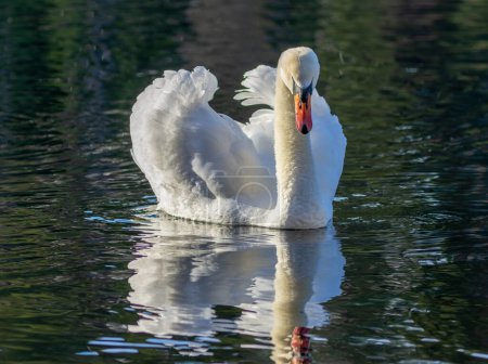 Photo for Close-up shot of beautiful swan in water - Royalty Free Image
