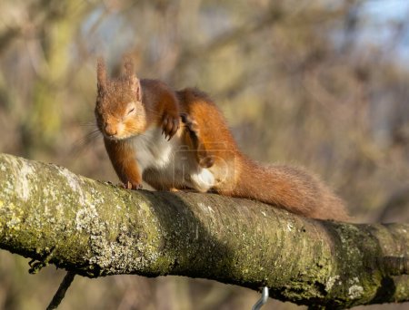 Téléchargez les photos : Écureuil roux dans les bois vue rapprochée - en image libre de droit