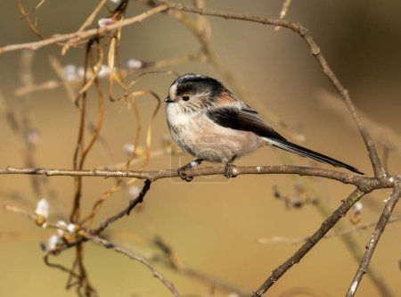 Téléchargez les photos : Close-up shot of beautiful little long tailed tit bird on natural background - en image libre de droit