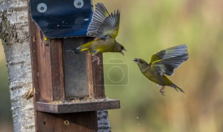 Photo for Close-up shot of two greenfinch birds fighting over a feederl in natural background - Royalty Free Image