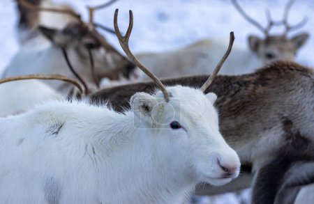 Photo for Reindeer herd in the snow in the Cairngorms - Royalty Free Image