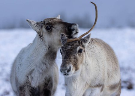 Photo for Reindeer herd in the snow in the Cairngorms - Royalty Free Image
