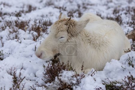 Photo for Reindeer in the snow in the Cairngorms - Royalty Free Image