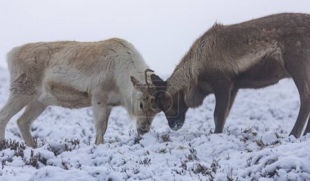 Troupeau de rennes dans la neige dans les Cairngorms