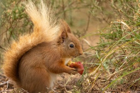 Téléchargez les photos : Écureuil roux écossais mangeant un morceau de pomme - en image libre de droit