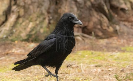 Foto de Gran ave cuervo negro en el suelo del bosque - Imagen libre de derechos